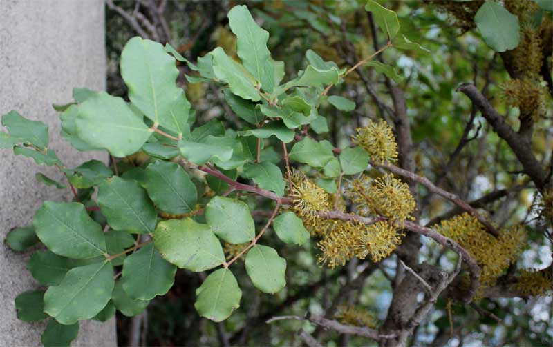 Inflorescences of carob tree