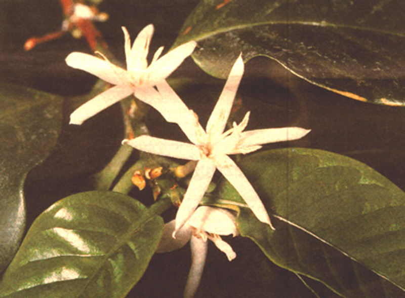 Photo of the flower of the coffeeplant