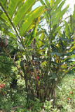 Afromomum augustifolium