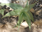 Aloe vigueri