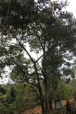 Elaeocarpus subserratus