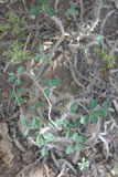 Euphorbia famatamboay subsp itampolensis