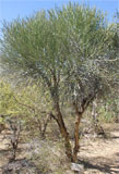Euphorbia plagiacantha