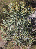Euphorbia stenoclada subsp. ambatofinandranae