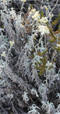 Helichrysum mirabile
