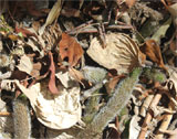 Stapelianthus pilosus