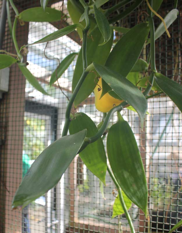 Vanilla planifolia in the educative greenhouse in the Botanical Garden of Amsterdam