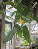 Vanilla planifolia in the educative greenhouse in the Botanical garden of Amsterdam
