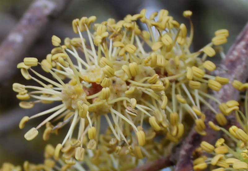 Inflorescence with young flowers