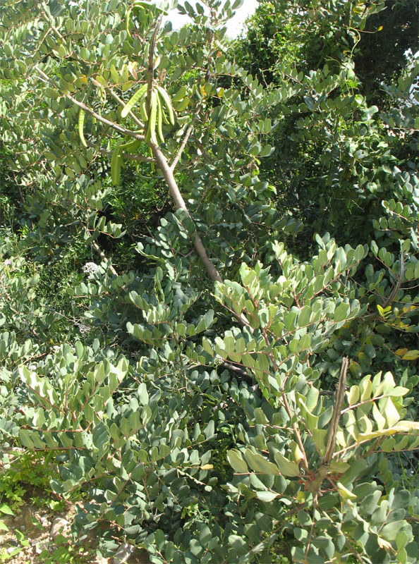 carob tree with fruits in south Spain