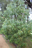 Acacia Auriuculeaeformis