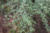 Acacia rovumae