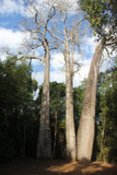 Adansonia madagascariensis