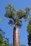 Adansonia rubrostipa