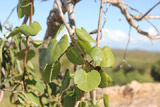 Adenia olaboensis