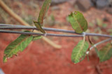 Aeschynomene brevifolia