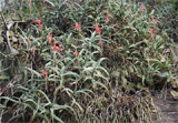 Aloe acutissima