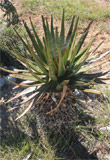 Aloe cipolinicola