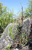 Aloe cryptofolia