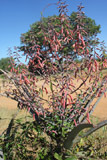 Aloe divaricata