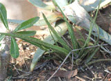 Aloe ibitiensis