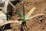 Aloe isaloensis