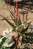 Aloe manandonae
