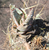 Aloe parvula