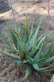 Aloe perrieri