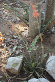 Aloe pronkii