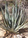 Aloe suzannae