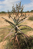 Aloe vaombe