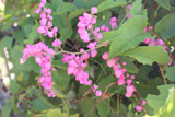 Antigonon leptosus