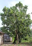 Artocarpus altilis