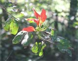 Bauhinia spec