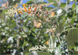 Buddleya spec