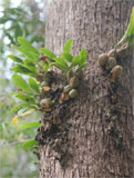 Bulbophyllum spec