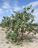 Calotropis procera