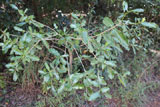 Capurodendron perrieri