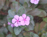 Catharanthus roseus