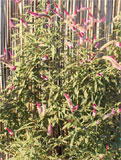 Celosia argentea