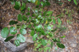 Cinnamosma fragrans