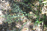 Cissus auricoma