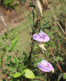 Clitoria ternatea