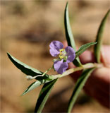 Commelina diffusa