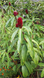 Costus speciosus