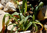 Crinum mauritianum