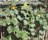 Cucurbita maxima