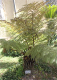 Cyathea similis