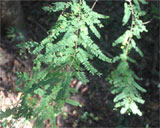 Dalbergia bracteolata